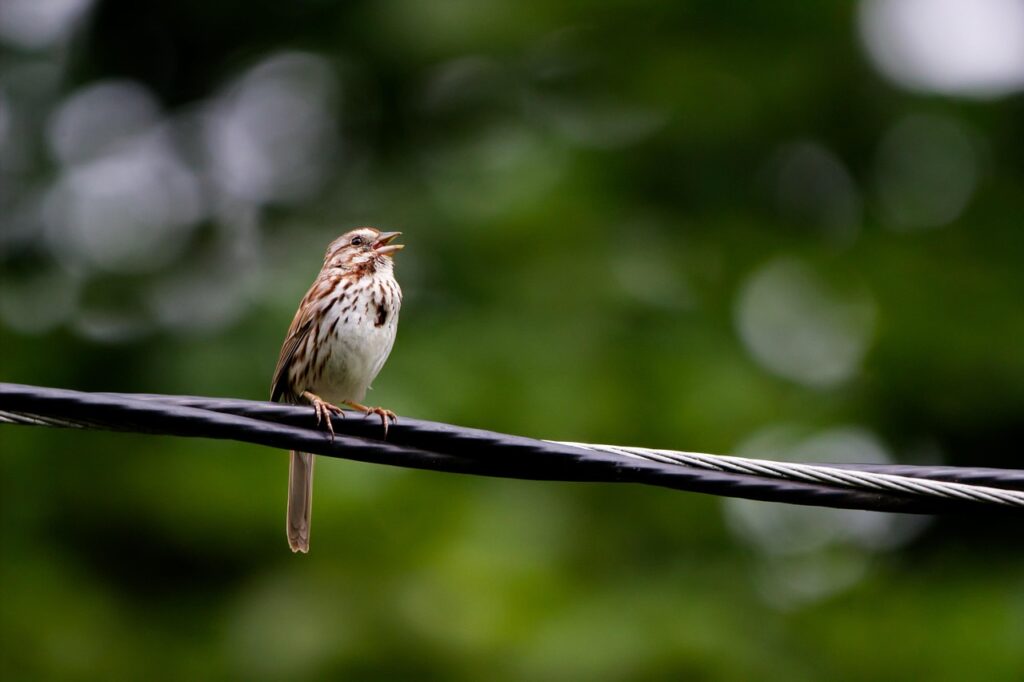 bird, sparrow, singing, perched, wildlife, animal, singing bird, nature