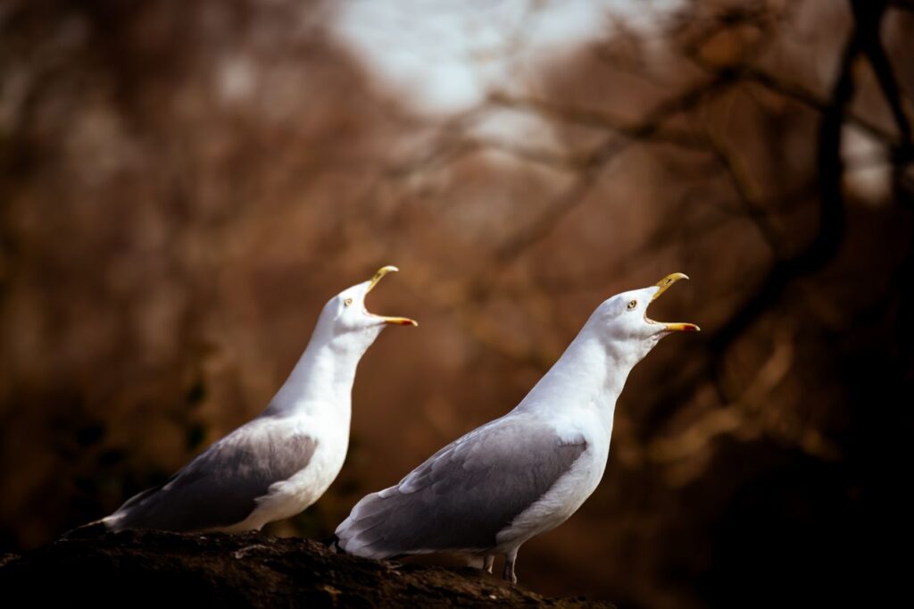 Two seagulls perched on a branch, calling out in a natural setting in Dublin, Ireland.